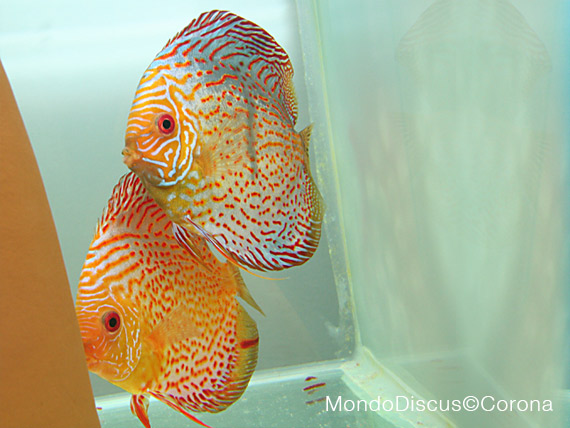 Marcello Corona su MondoDiscus