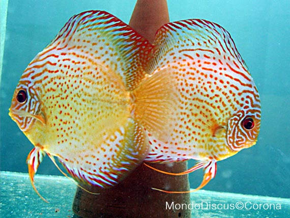 Marcello Corona su MondoDiscus