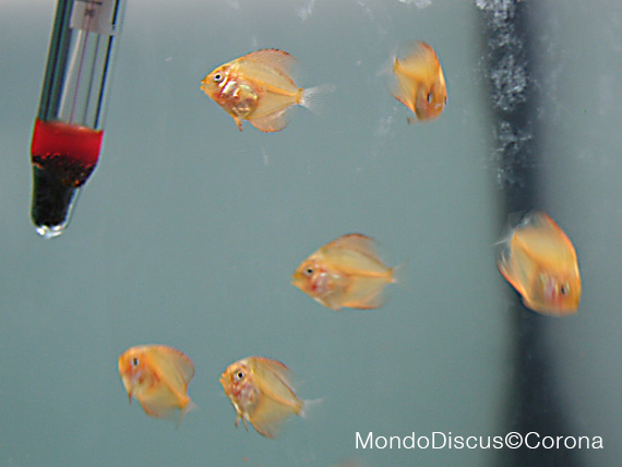 Marcello Corona su MondoDiscus