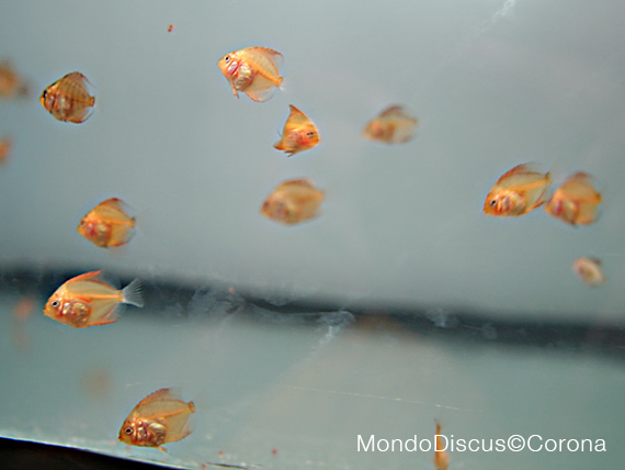 Marcello Corona su MondoDiscus