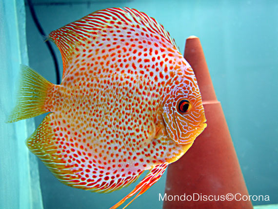 Marcello Corona su MondoDiscus