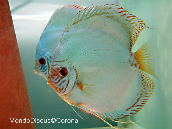 Marcello Corona su MondoDiscus