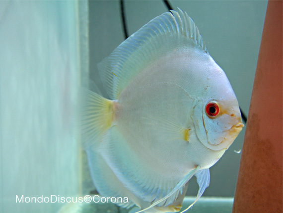 Marcello Corona su MondoDiscus