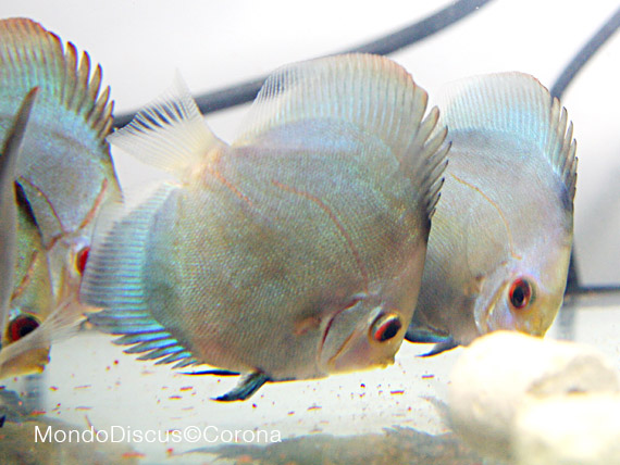 Marcello Corona su MondoDiscus