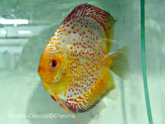 Marcello Corona su MondoDiscus