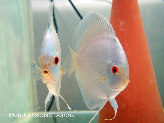 Marcello Corona su MondoDiscus