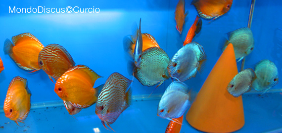 vasca con esemplari adulti per formazione delle coppie