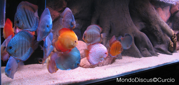 vasca da esposizione 