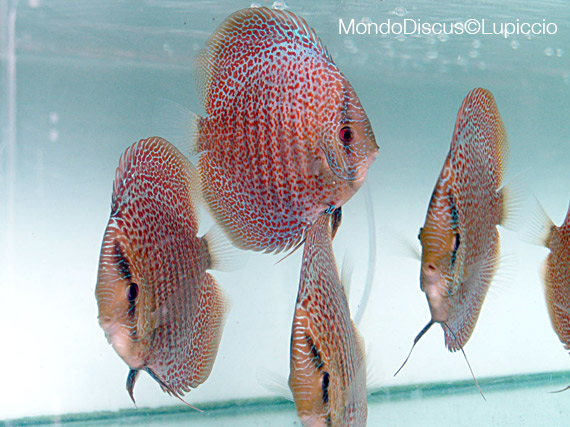 singapore fireworks da lee tong juan