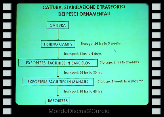 L'intervista: Pierluigi Monticini stabulazione e tempi di pesca