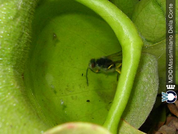 I tipi di Piante Carnivore