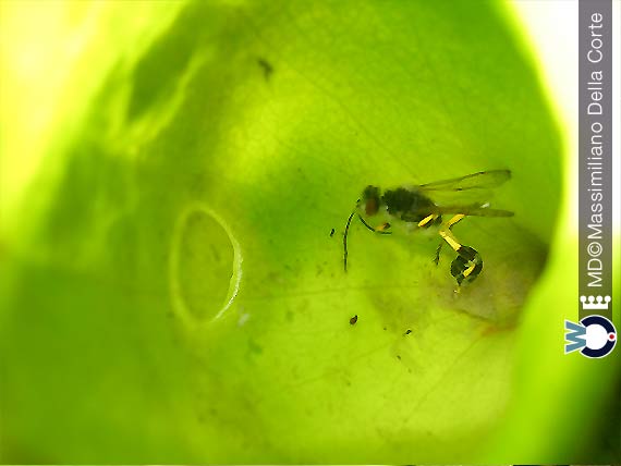 I tipi di Piante Carnivore