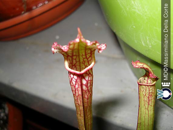 I generi di Piante Carnivore