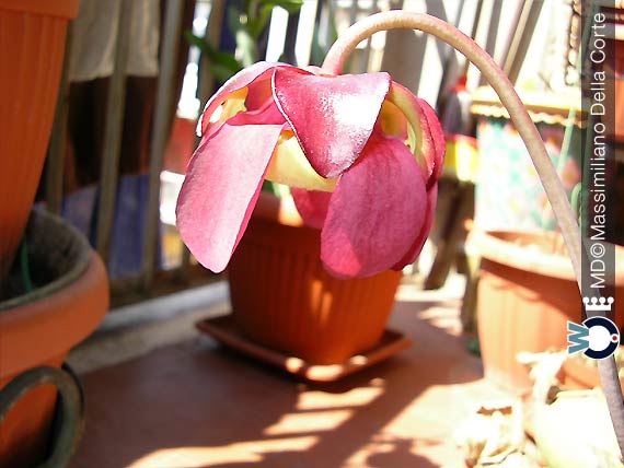 I generi di Piante Carnivore