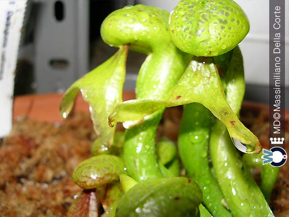 I generi di Piante Carnivore