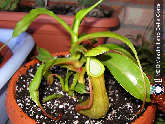 Come Coltivare Le Piante Carnivore