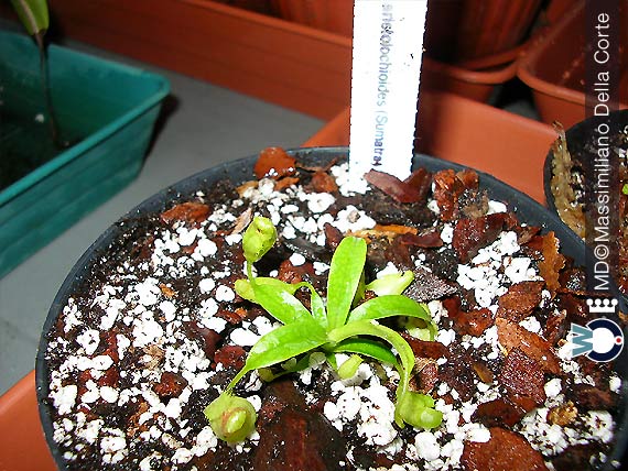 Come Coltivare Le Piante Carnivore