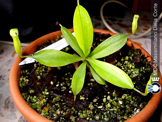 Le Piante Insettivore