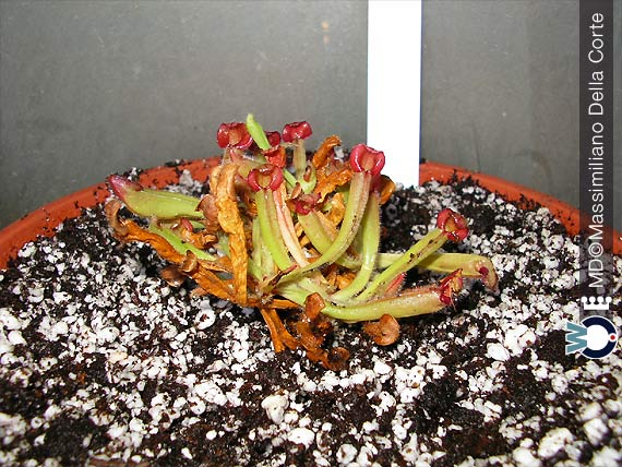 Le Piante Insettivore