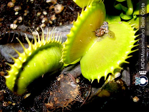 Preda Della Pianta Carnivora