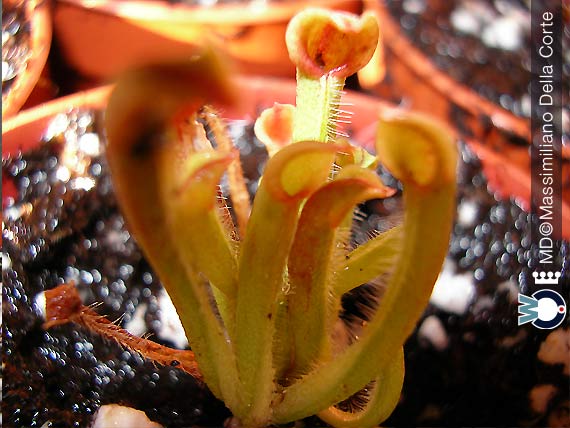 Le Piante Insettivore