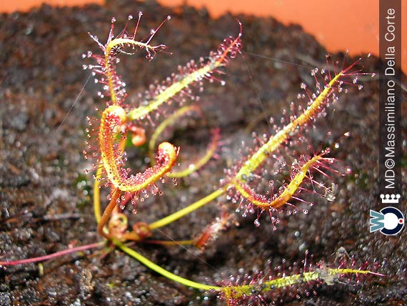 Le trappole delle Piante Carnivore