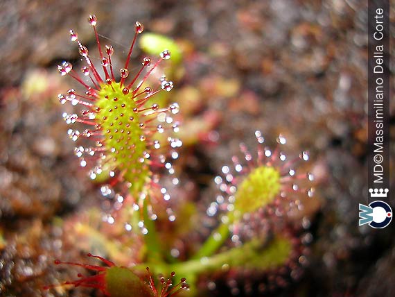 Le trappole delle Piante Carnivore