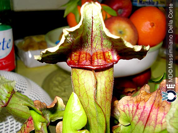 Le trappole delle Piante Carnivore