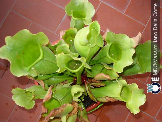 I tipi di Piante Carnivore