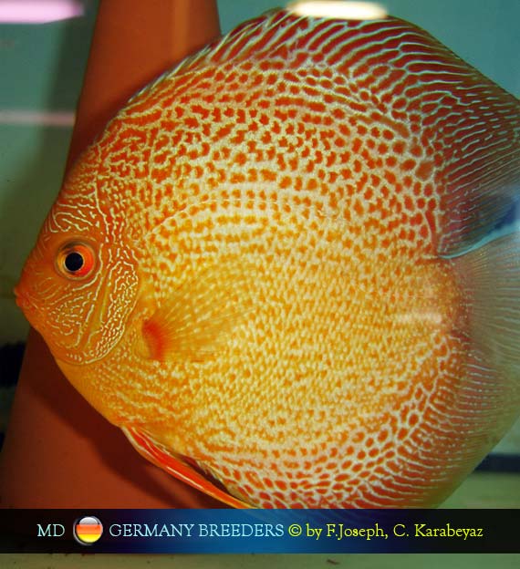 Frank Joseph's Discus