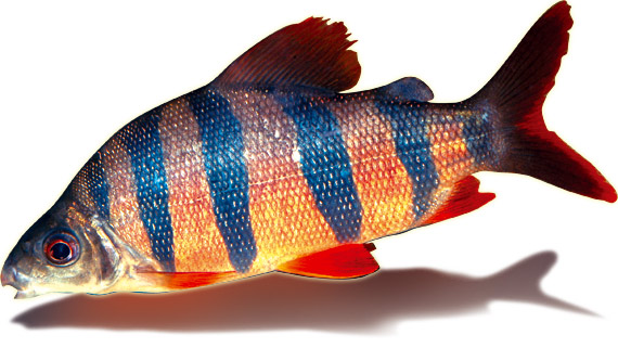 Africa - Malebo Pool