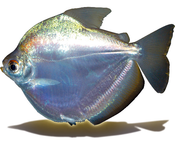 Brasile - Rio Xingú