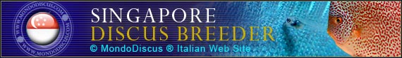 discus world breeder Singapore