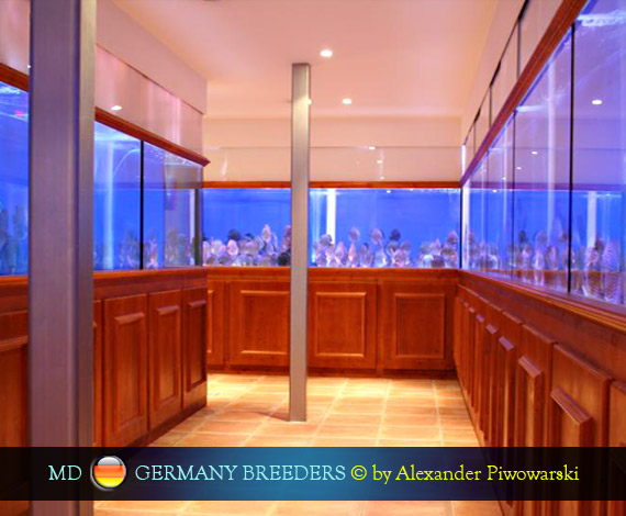 Alexander Piwowarski's Discus breeding