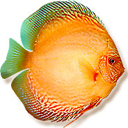 mondodiscus collection