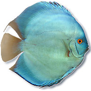 mondodiscus collection