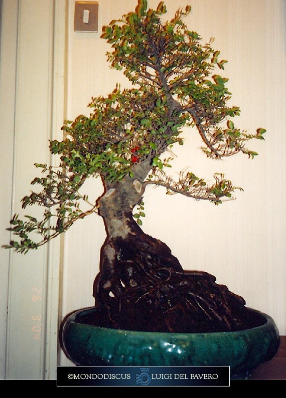 Bonsai