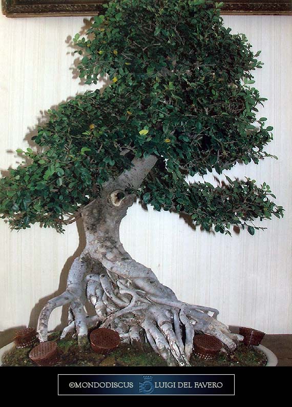 Cura e Mantenimento dei Bonsai