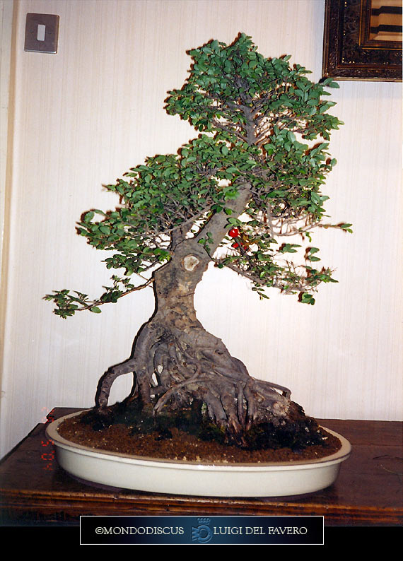 Bonsai