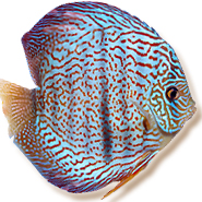 mondodiscus collection