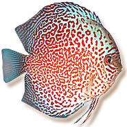 mondodiscus collection