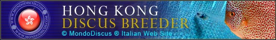 discus world breeder  Hong Kong