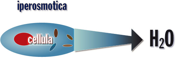 I discus e la pressione iperosmotica
