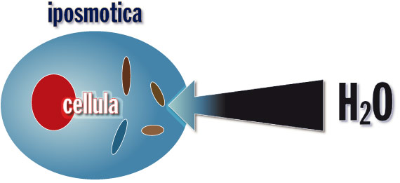 I Discus e la pressione iposmotica