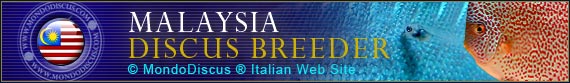 discus world breeder malesia