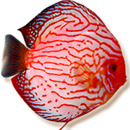 mondodiscus collection