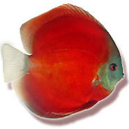 mondodiscus collection