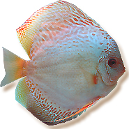 mondodiscus collection