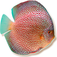 mondodiscus collection