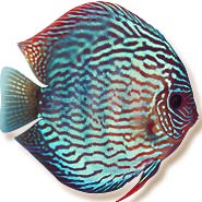 mondodiscus collection